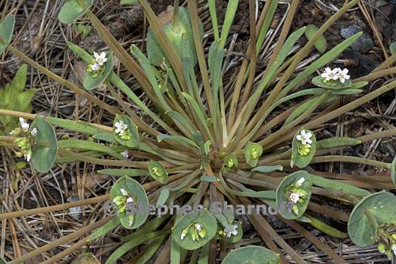 Claytonia parviflora ssp. parviflora