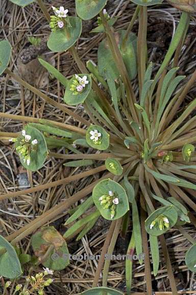 Claytonia parviflora ssp. parviflora