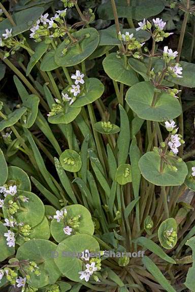 Claytonia parviflora ssp. parviflora