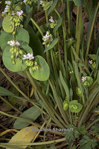 Claytonia parviflora ssp. parviflora