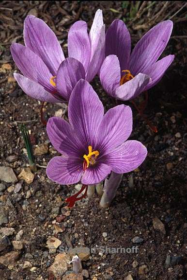 crocus sativus 1 graphic