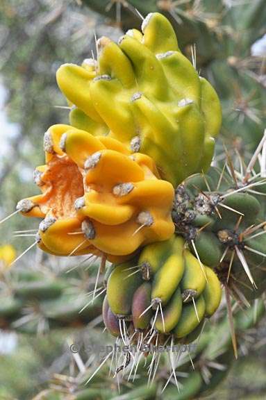 cylindropuntia viridiflora 1 graphic