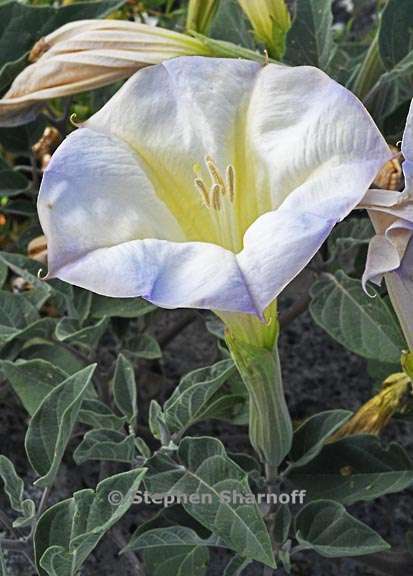 datura wrightii 6 graphic