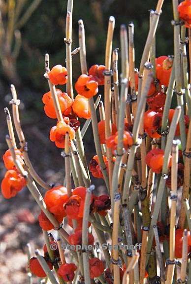 ephedra species 1 graphic