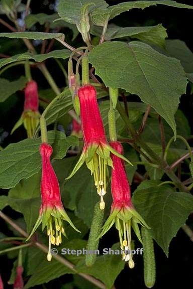 Fuchsia fulgens