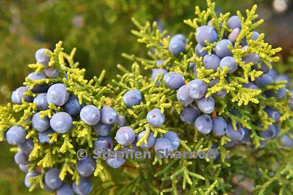 juniperus monosperma  2 graphic
