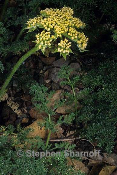 lomatium sp 2 graphic