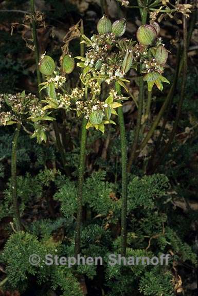 lomatium sp 3 graphic