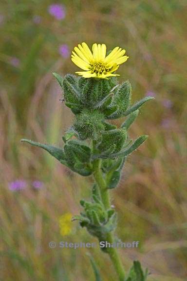 madia subspicata 1 graphic