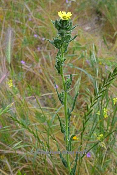 madia subspicata 3 graphic