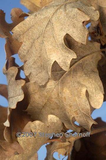 oak leaves provence graphic