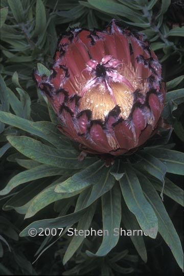 protea nerifolia 1 graphic