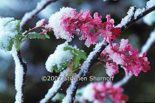 ribes in snow graphic