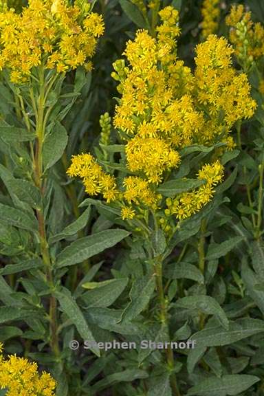 Solidago elongata