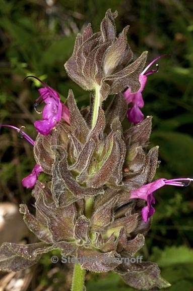 salvia spathacea 3 graphic