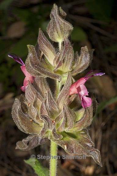 salvia spathacea 2 graphic