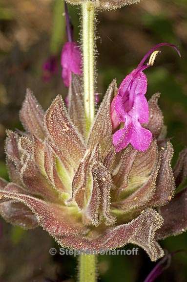 salvia spathacea 1 graphic