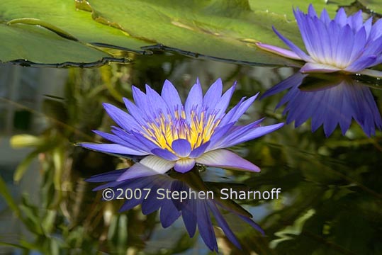 amazon water lily 2 graphic