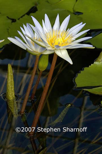 amazon water lily 3 graphic