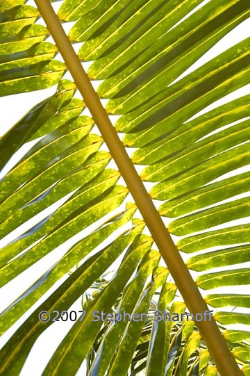 palm branches 2 graphic
