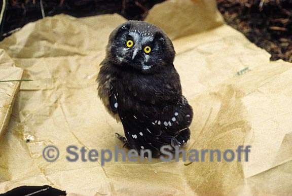 baby boreal owl graphic