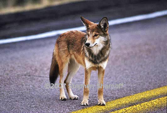 coyote highway 1 graphic