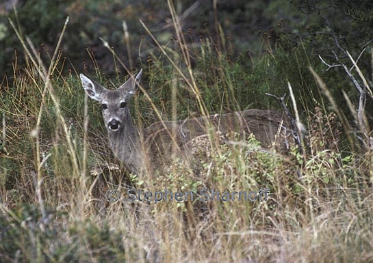 white tailed deer 3 graphic