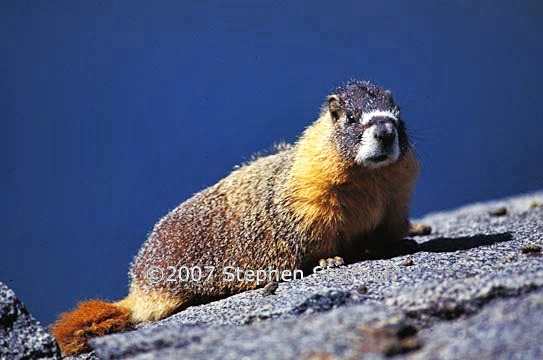marmot 1 graphic