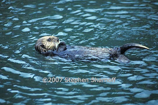 sea otter 1 graphic