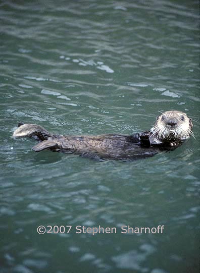 sea otter 2 graphic