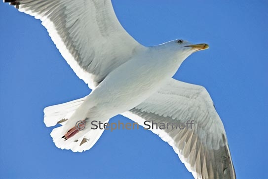 seagull flying 1 graphic