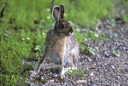 snowshoe hare 1 graphic