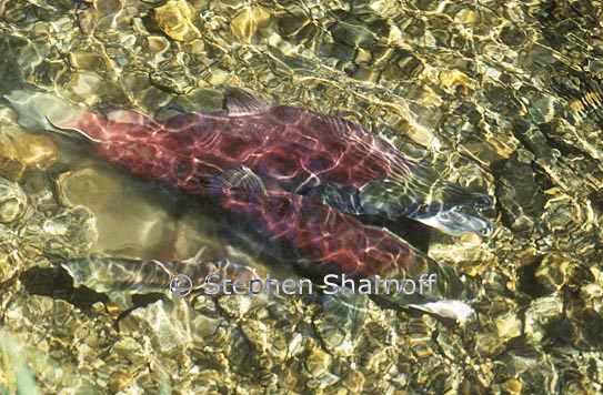 salmon spawning 2 graphic