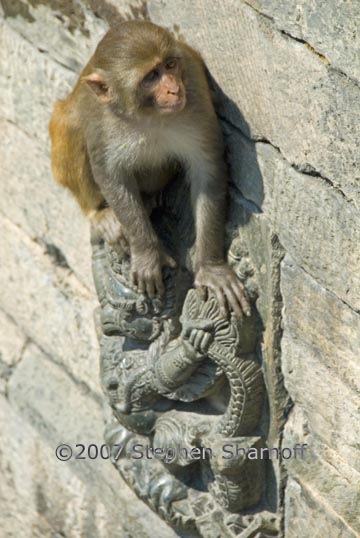 monkey pashupatinath graphic