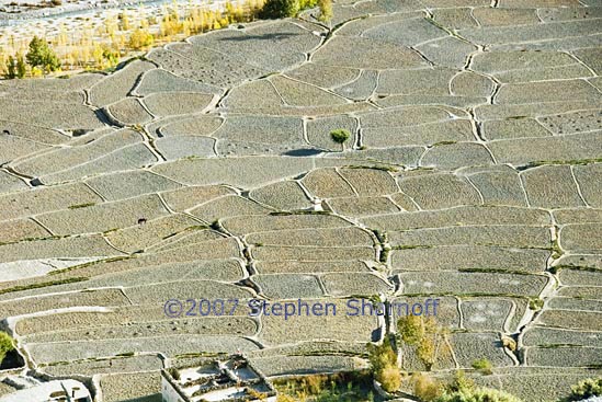 fields dhi gaon 1 graphic