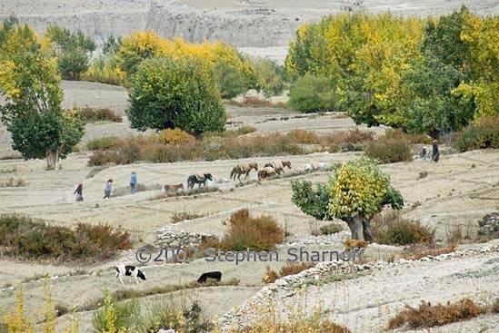 gehling fields graphic