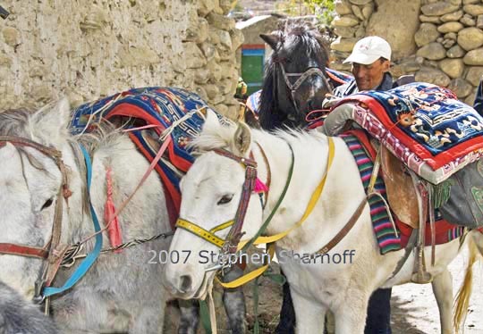 packer horses graphic