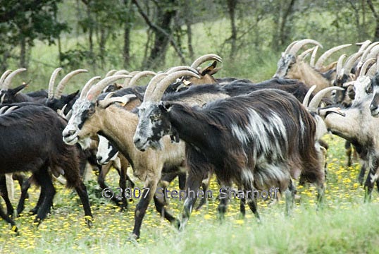running goats graphic