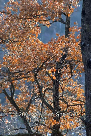 oaks winter graphic