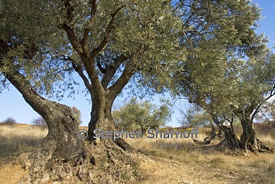 olive orchard 4 graphic