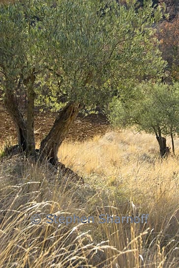 olive orchard 1 graphic