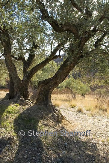 olive orchard 2 graphic