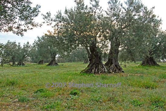 olive orchard 3 graphic