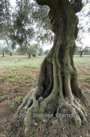olive tree graphic