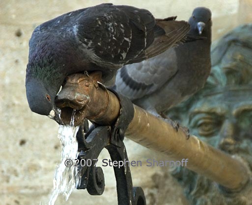 pigeon fountain graphic