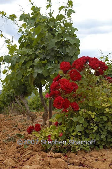 vinyard roses 2 graphic