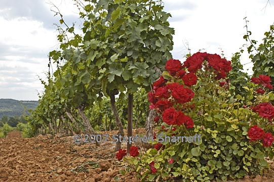 vinyard rose 1 graphic