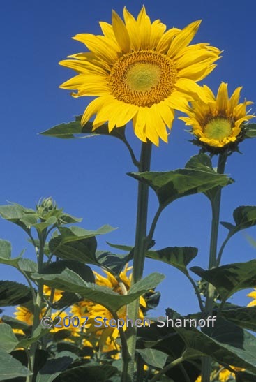 sunflowers graphic