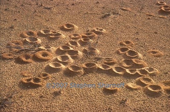 ant mounds graphic