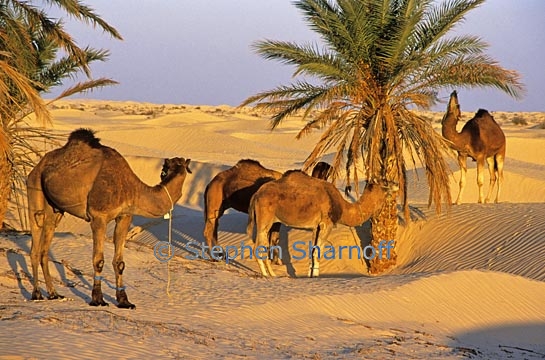camels resting graphic